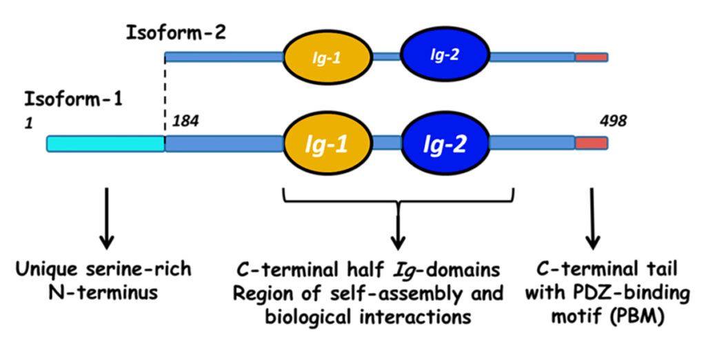 myotilin