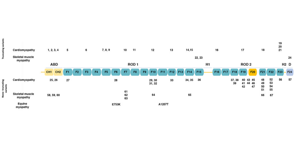 FLNC-alleles