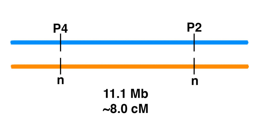 P2_P4_linkage