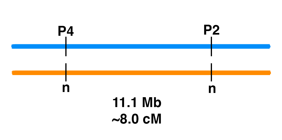 P2_P4_linkage