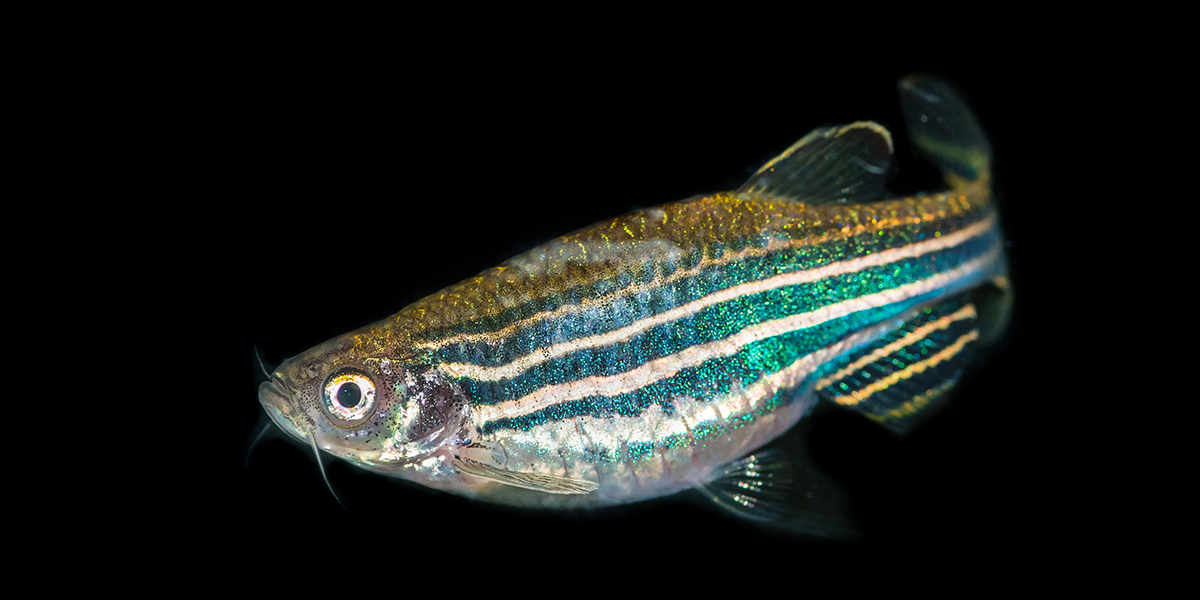 zebrafish