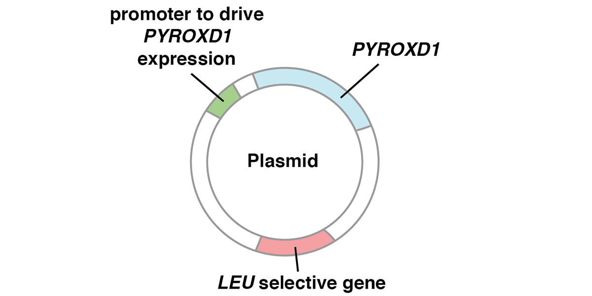 P8_plasmid