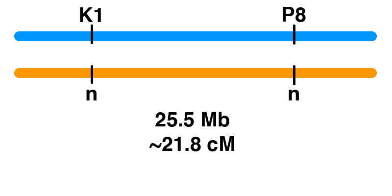 coupling_P8-K1