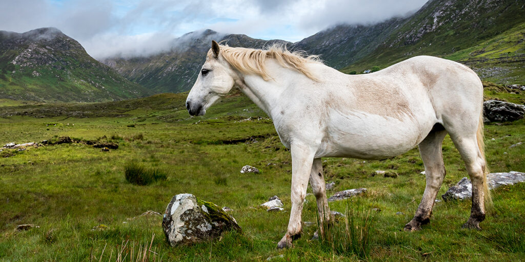 Connemara