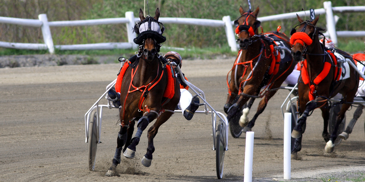 Standardbred