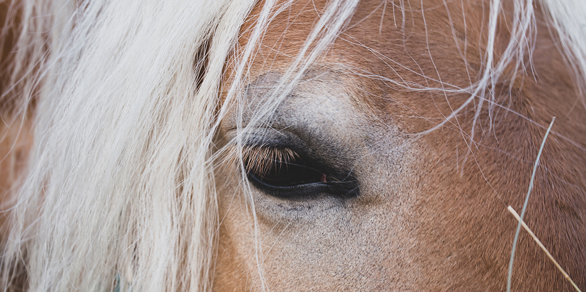 Horse close up. No stress, relaxed. Banner background. A closed