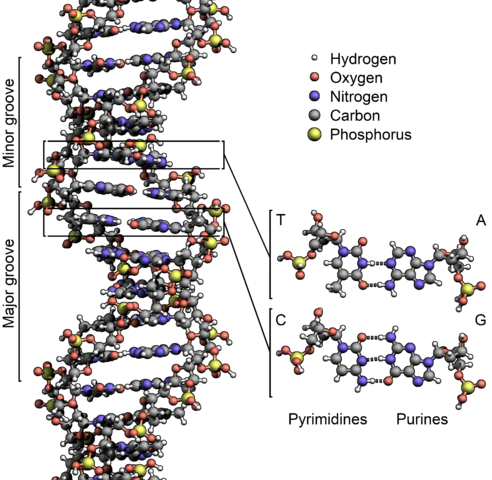 Chemical structure of DNA