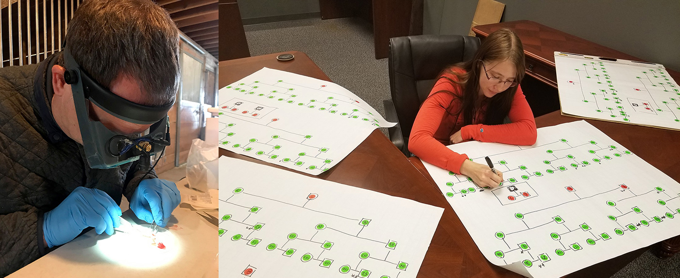 Bob Sinclair, PhD, Molecular Biologist (left), prepares a tissue sample for analysis. Kirsten Dimmler, Bioinformatics Analyst (right), tracks a genetic variant through an extended pedigree.