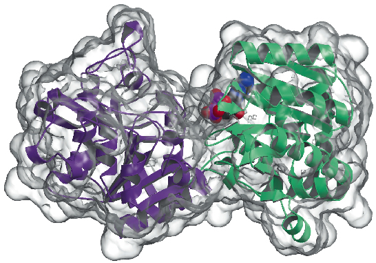 Structure of the glycogen synthase enzyme, a protein made up of 737 amino acids.