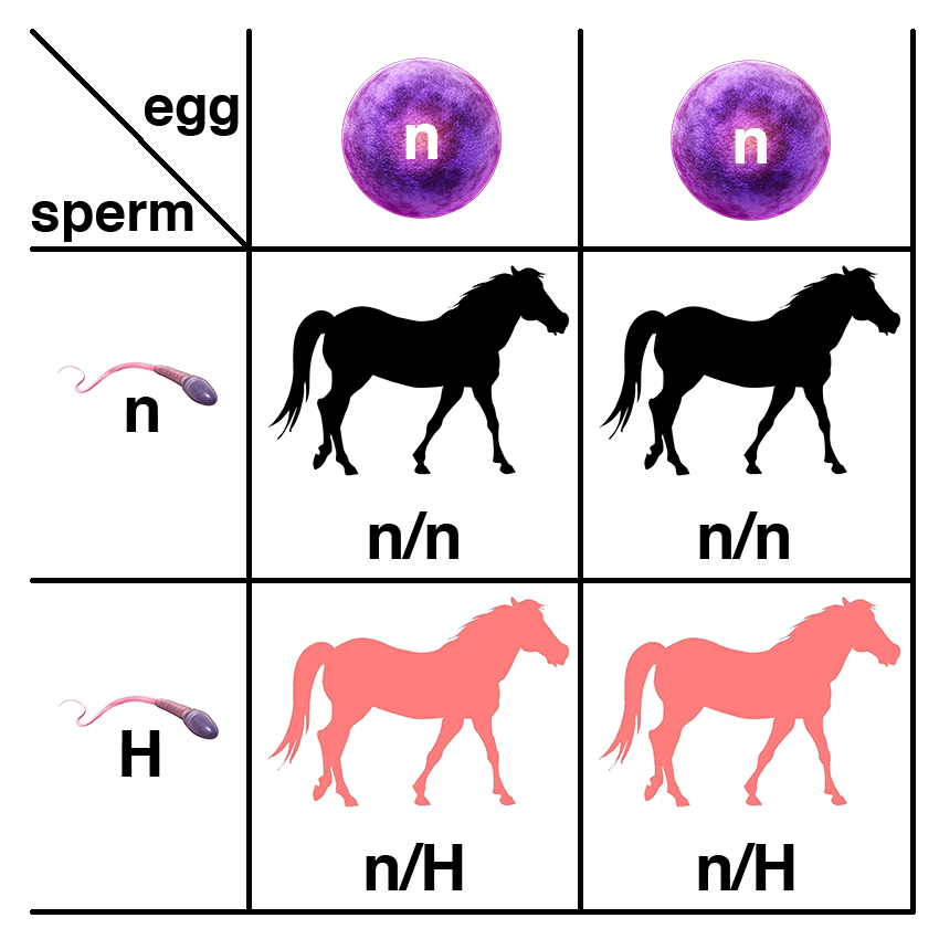 Possible outcomes from the breeding of a stallion heterozyogus for the variant that causes HYPP (n/H) and a normal (n/n) mare. The stallion will produce two kinds of sperm (n or H), while the mare will produce only one kind of egg (n).