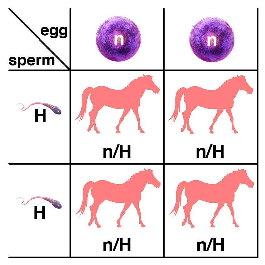 Possible outcomes from the breeding of a stallion homozygous for the variant that causes HYPP (H/H) and a normal (n/n) mare. The stallion will produce only one kind of sperm (H), while the mare will produce only one kind of egg (n).