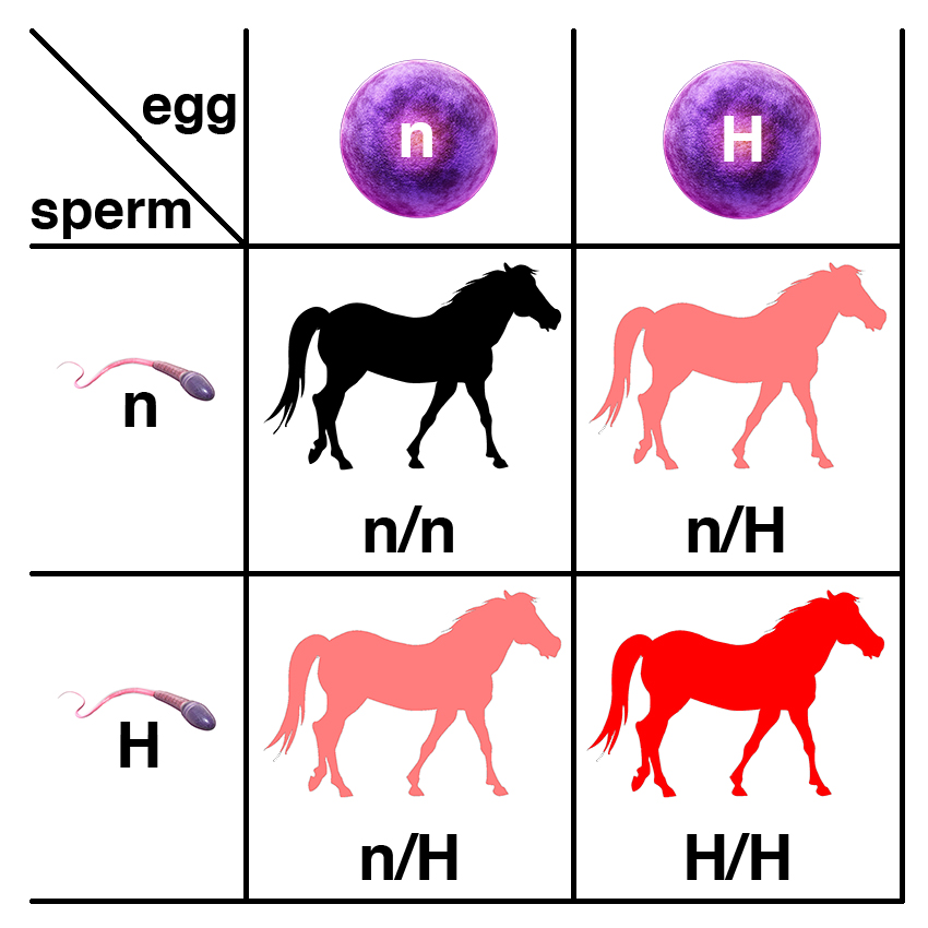 Possible outcomes from the breeding of a stallion and a mare both heterozyogus for the variant that causes HYPP (n/H). The stallion will produce two kinds of sperm (n or H), and the mare will produce two kinds of egg (n or H).