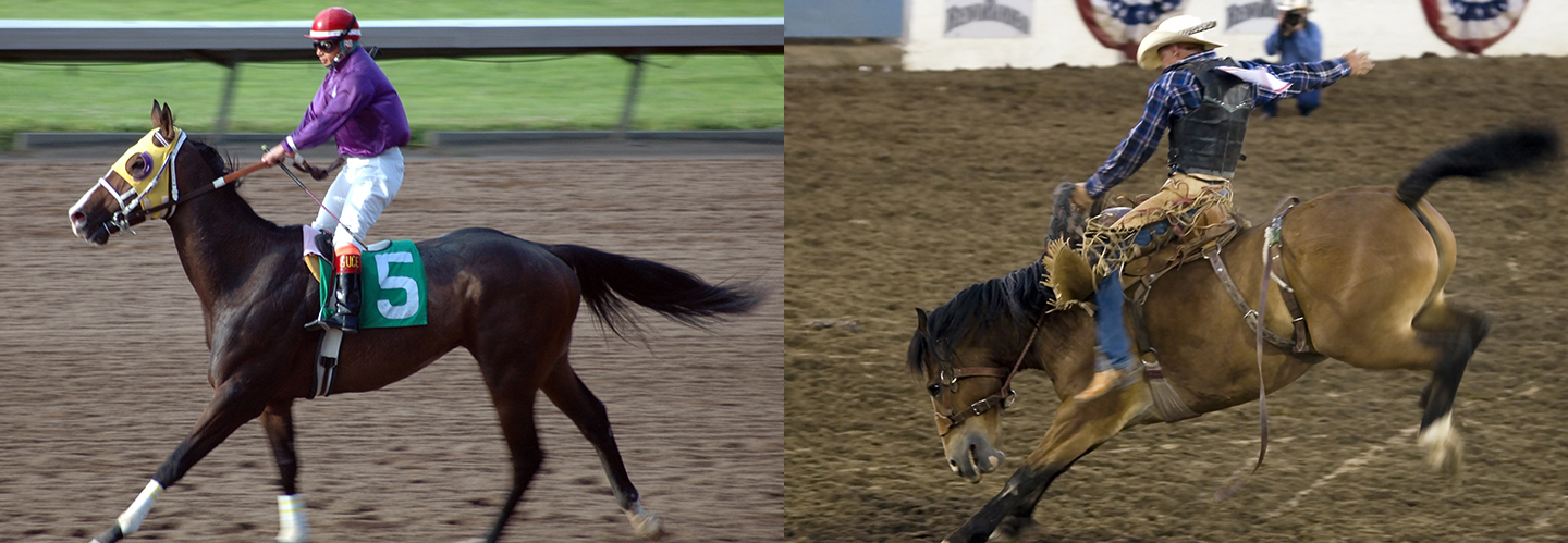 Thoroughbred "stayer" and Quarter Horse "sprinter".