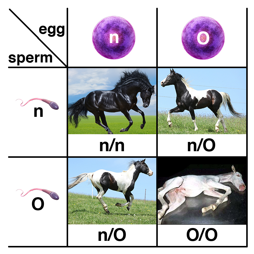 Possible outcomes from the breeding of a Frame Overo (n/O) stallion and a Frame Overo (n/O) mare. The stallion will produce two different kinds of sperm (n or O) and the mare will produce two different kinds of eggs (n or O).