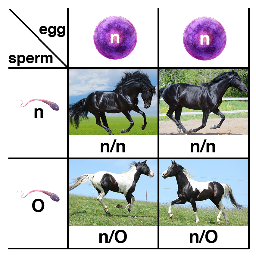 Possible outcomes from the breeding of a Frame Overo (n/O) stallion and a non-Overo (n/n) mare. The stallion will produce two different kinds of sperm (n or O), but both of the mare's alleles are the same, so there will be only one kind of egg (n).