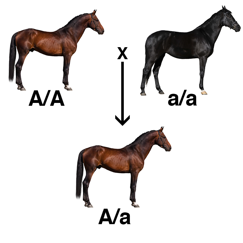 When a true-breeding bay horse (A/A) is bred to a black horse (a/a), the foal gets one copy of the agouti gene from each parent (A/a).