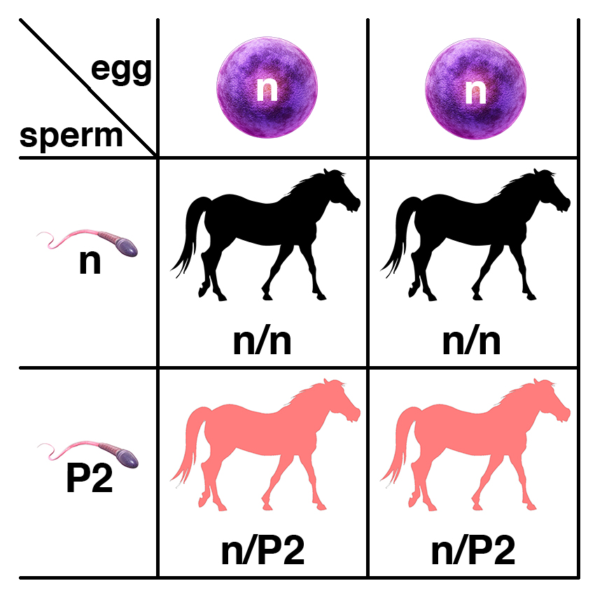 PSSM2_Punnet1