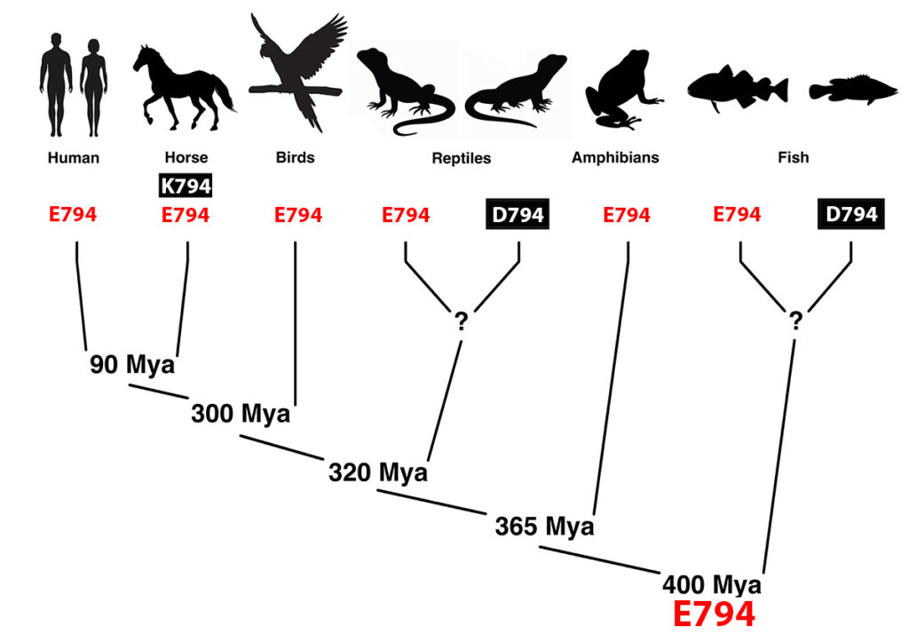 P3a_evo_fig4 P3a_evo_fig4